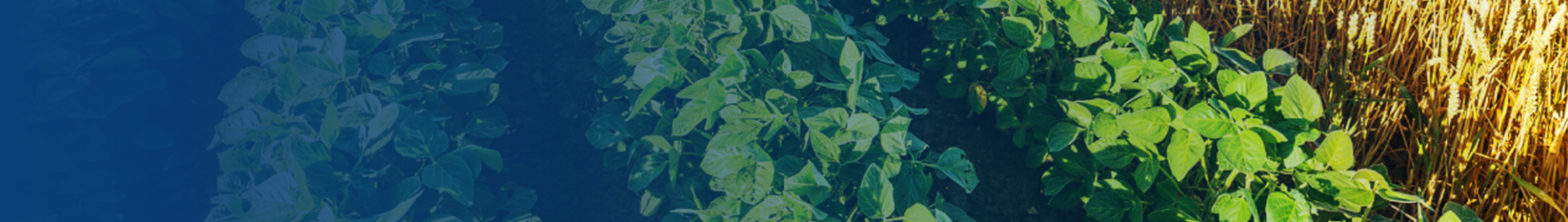 GLOBAL G.A.P.全球良好农业规范认证